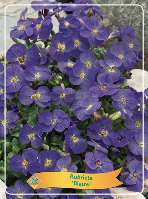 Aubrieta gracilis 'Kitte Blue'