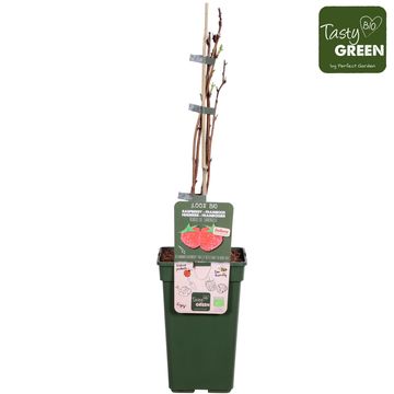 Rubus idaeus LUBERA SANIBELLE