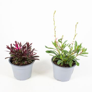 Gaura lindheimeri MIX