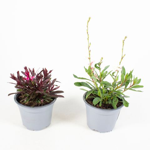 Gaura lindheimeri MIX