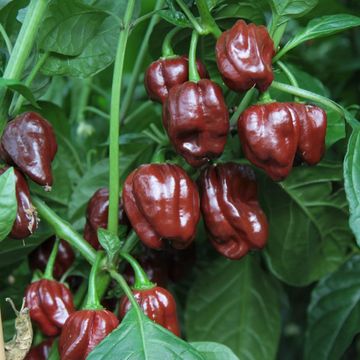 Capsicum chinense 'Chocolate Scotch Bonnet'