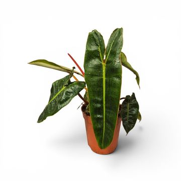 Philodendron atabapoense