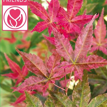 Acer palmatum 'Beni-maiko'