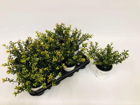 Ilex crenata 'Glory Gem'