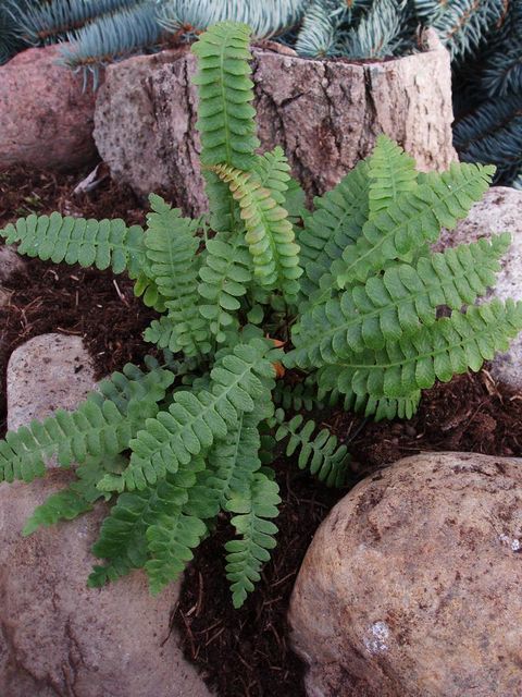 Blechnum penna-marina