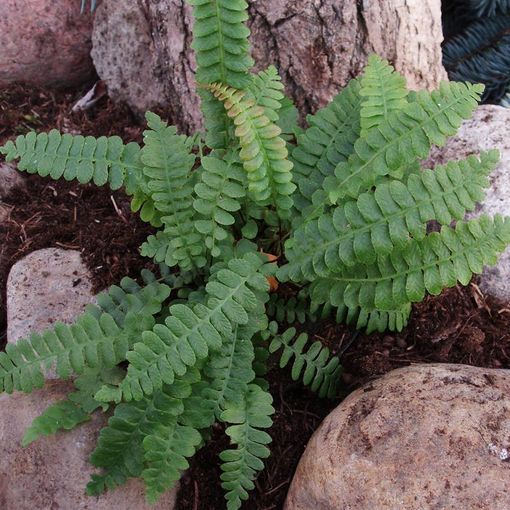 Blechnum penna-marina