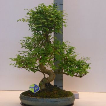 Ligustrum sinense