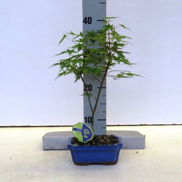 Acer palmatum 'Beni-maiko'