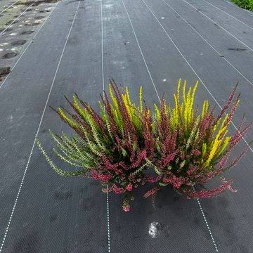 Calluna vulgaris GARDEN GIRLS MIX IN POT