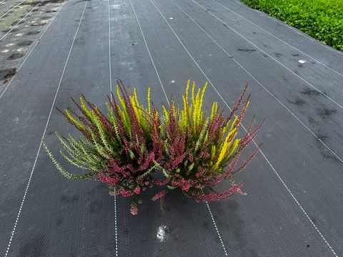 Calluna vulgaris GARDEN GIRLS MIX IN POT