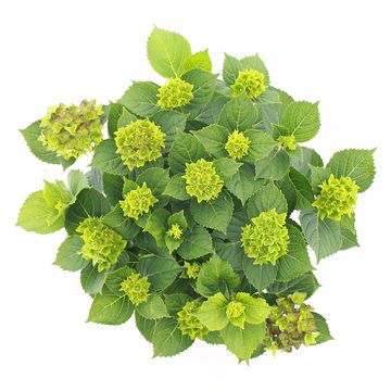 Hydrangea macrophylla ROYALTY COLLECTION LADY MATA HARI