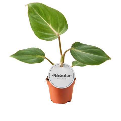 Philodendron gloriosum