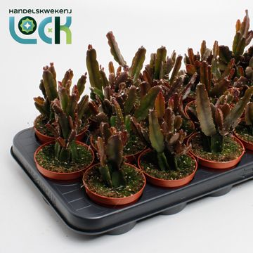 Rhipsalis agudoensis