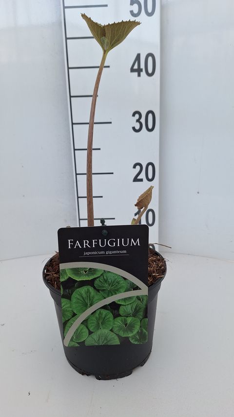 Farfugium japonicum giganteum
