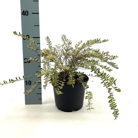 Lonicera nitida 'Lemon Beauty'