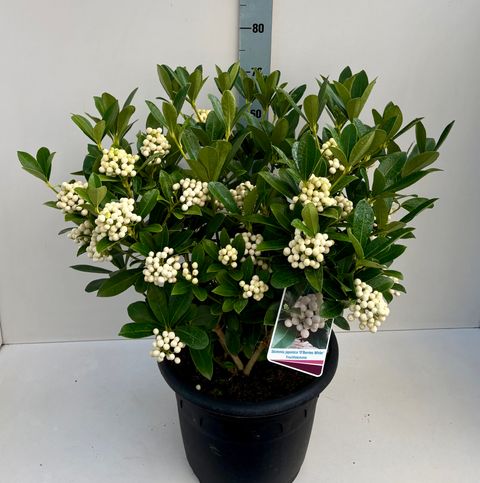 Skimmia japonica O'BERRIES WHITE