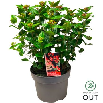 Hypericum MIRACLE ATTRACTION