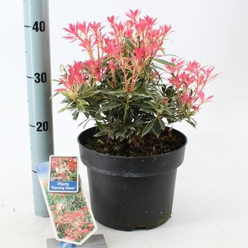 Pieris 'Flaming Silver'