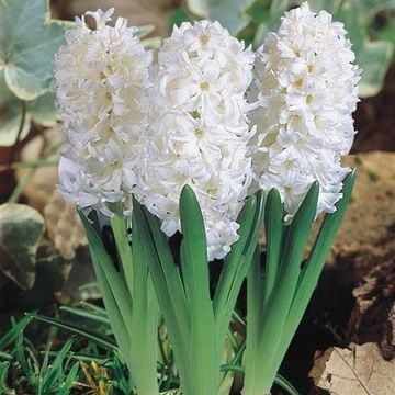 Hyacinthus orientalis 'White Pearl'
