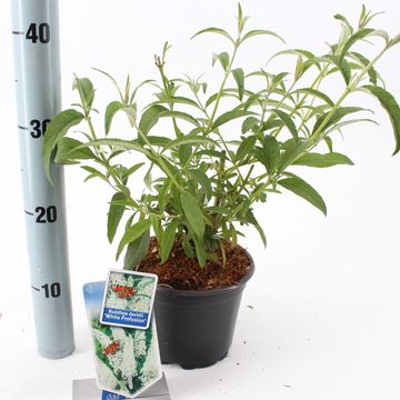 Buddleja davidii 'Вайт Профьюжн'