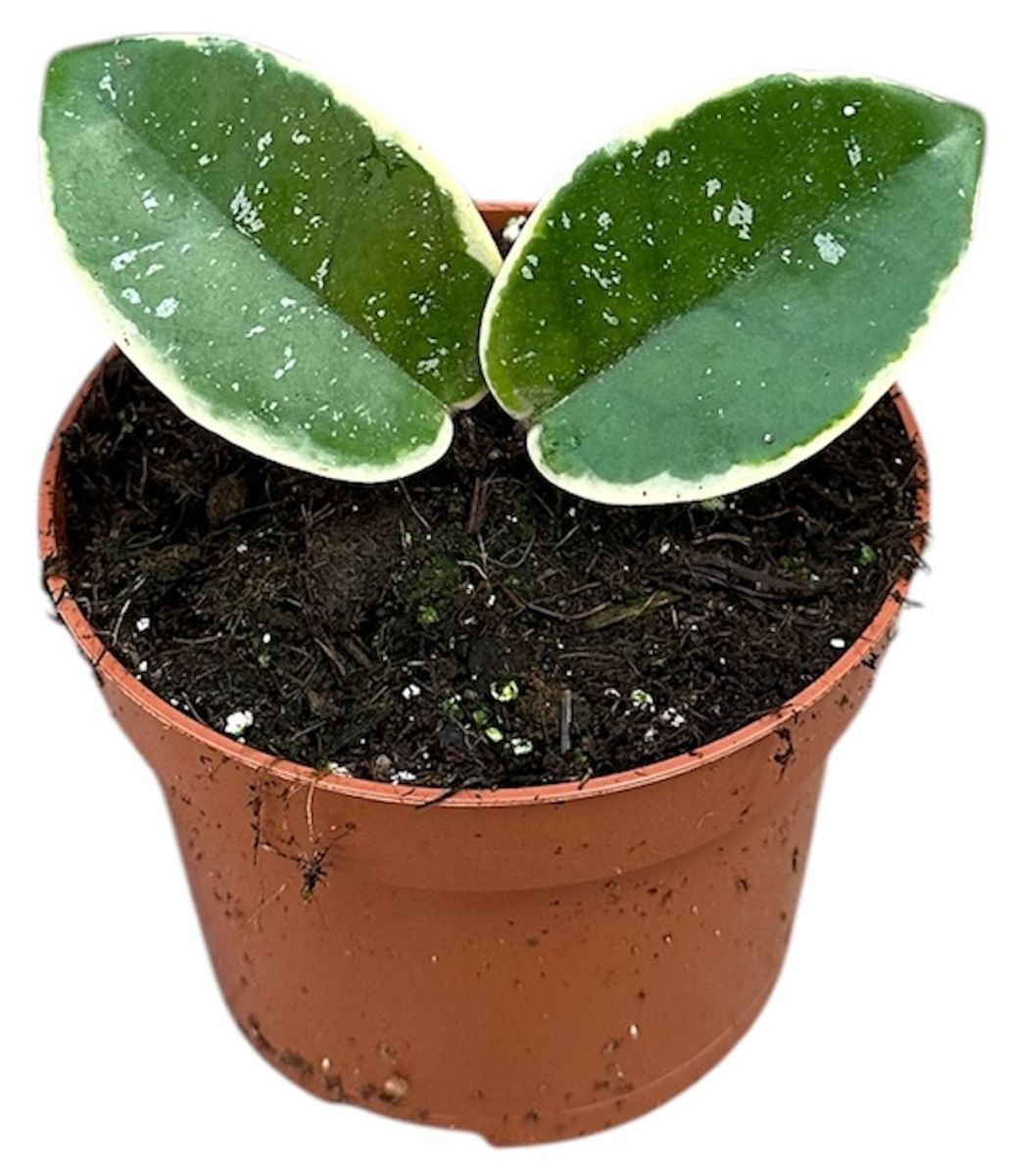 Hoya carnosa 'Krimson Queen Splash' — Растения Оптовая FlorAccess