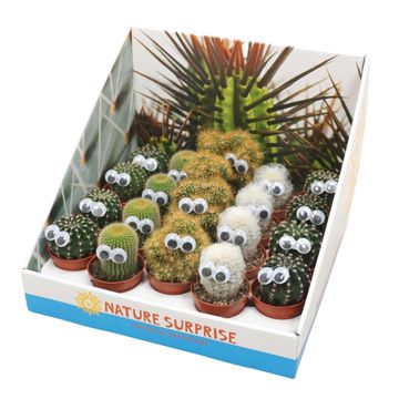 Cactus MIX