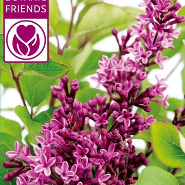 Syringa BLOOMERANG DARK PURPLE