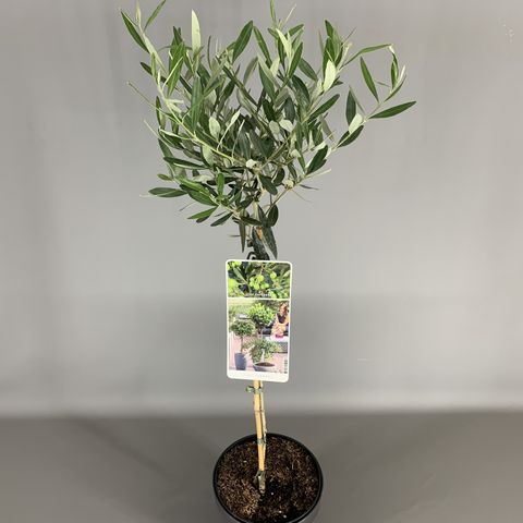 Olea Europaea — Plant Wholesale FlorAccess