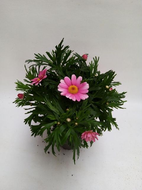 Argyranthemum frutescens GRANDAISY PINK HALO