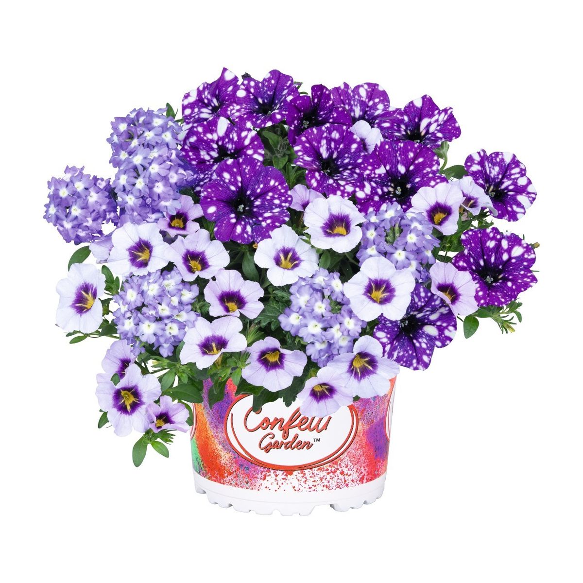 Perennials MIX IN POT — Plant Wholesale FlorAccess