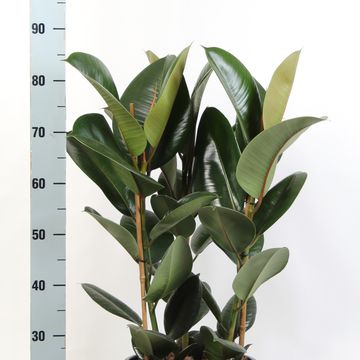 Ficus elastica 'Robusta'