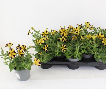 Petunia MYSTICAL PHANTOM