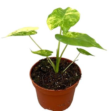 Alocasia gageana 'Variegata'