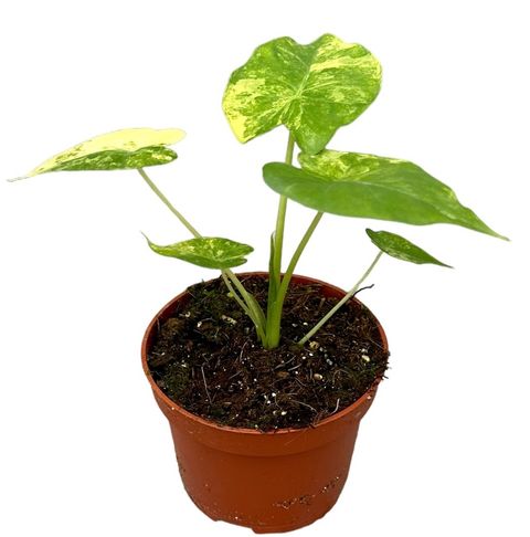 Alocasia gageana 'Variegata'