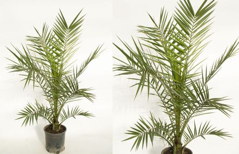 Phoenix canariensis — Plant Wholesale FlorAccess