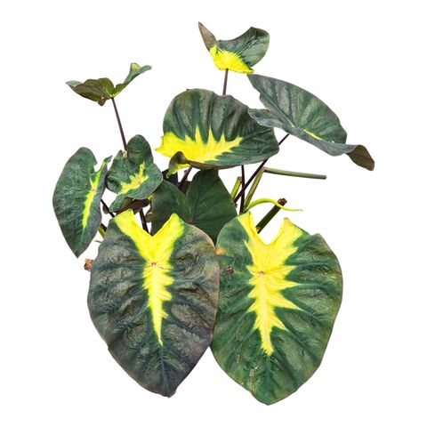 Colocasia 'Hybrid Lime Oasis'