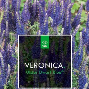 Veronica spicata 'Ulster Dwarf Blue'