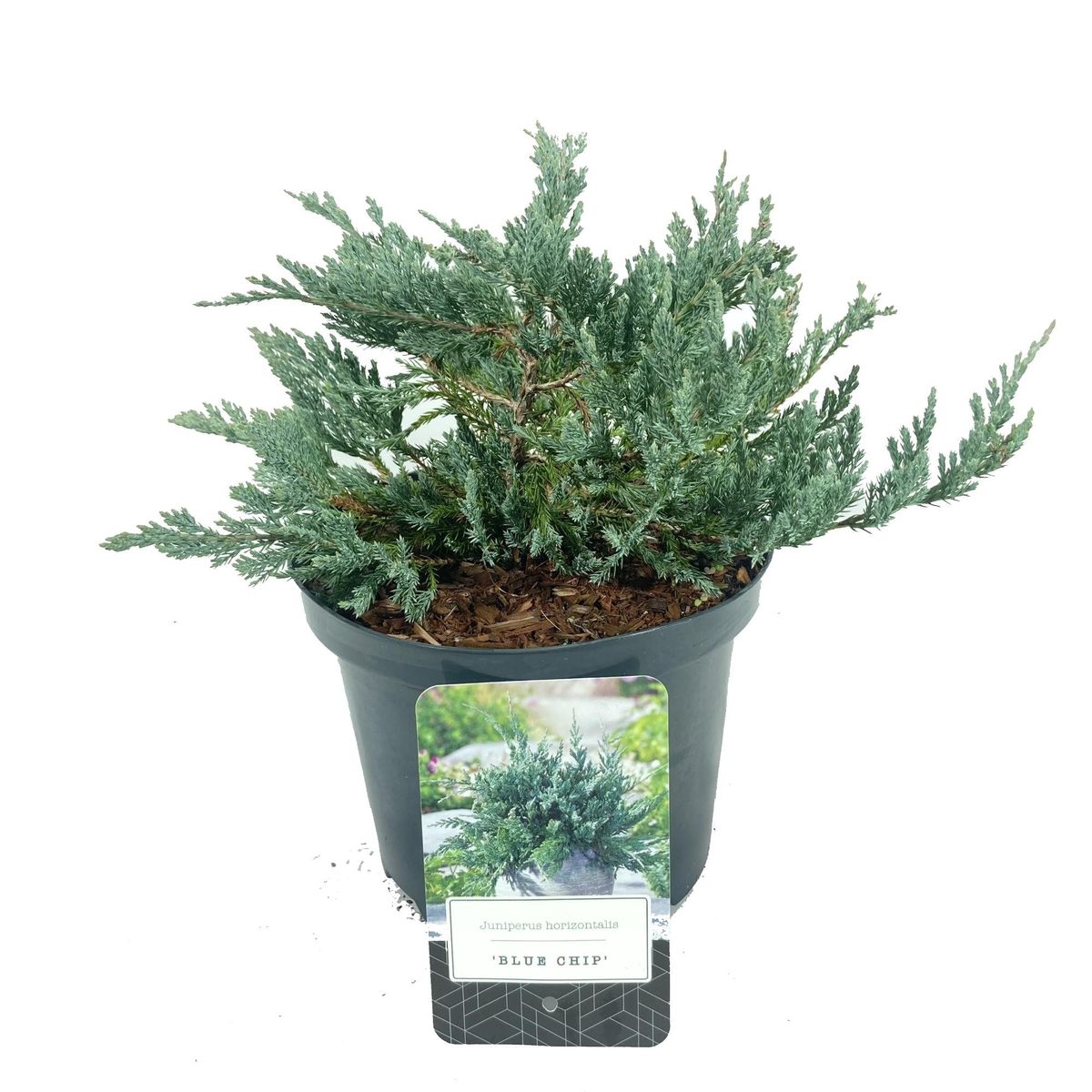 juniperus-horizontalis-blue-chip-plant-wholesale-floraccess