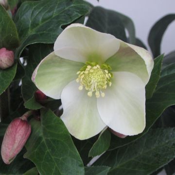 Helleborus niger VIV VIKTOR