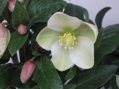 Helleborus niger VIV VIKTOR