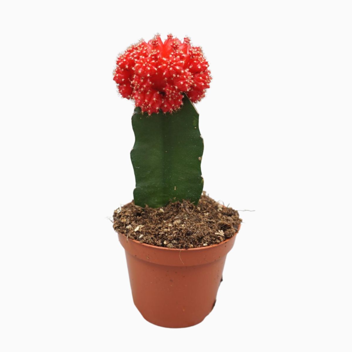 Gymnocalycium mihanovichii — Plant Wholesale FlorAccess