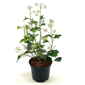 Hedera helix 'Arborescens'