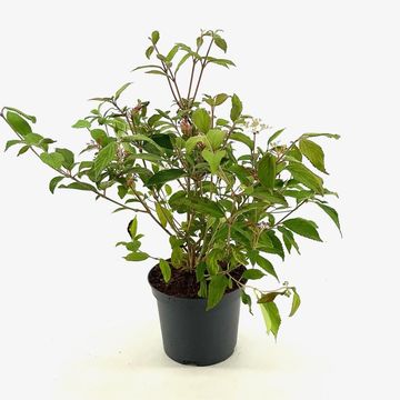 Viburnum plicatum 'Watanabe'