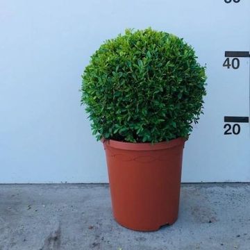 Buxus microphylla 'Herrenhausen'