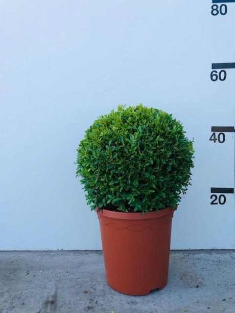 Buxus microphylla 'Herrenhausen'