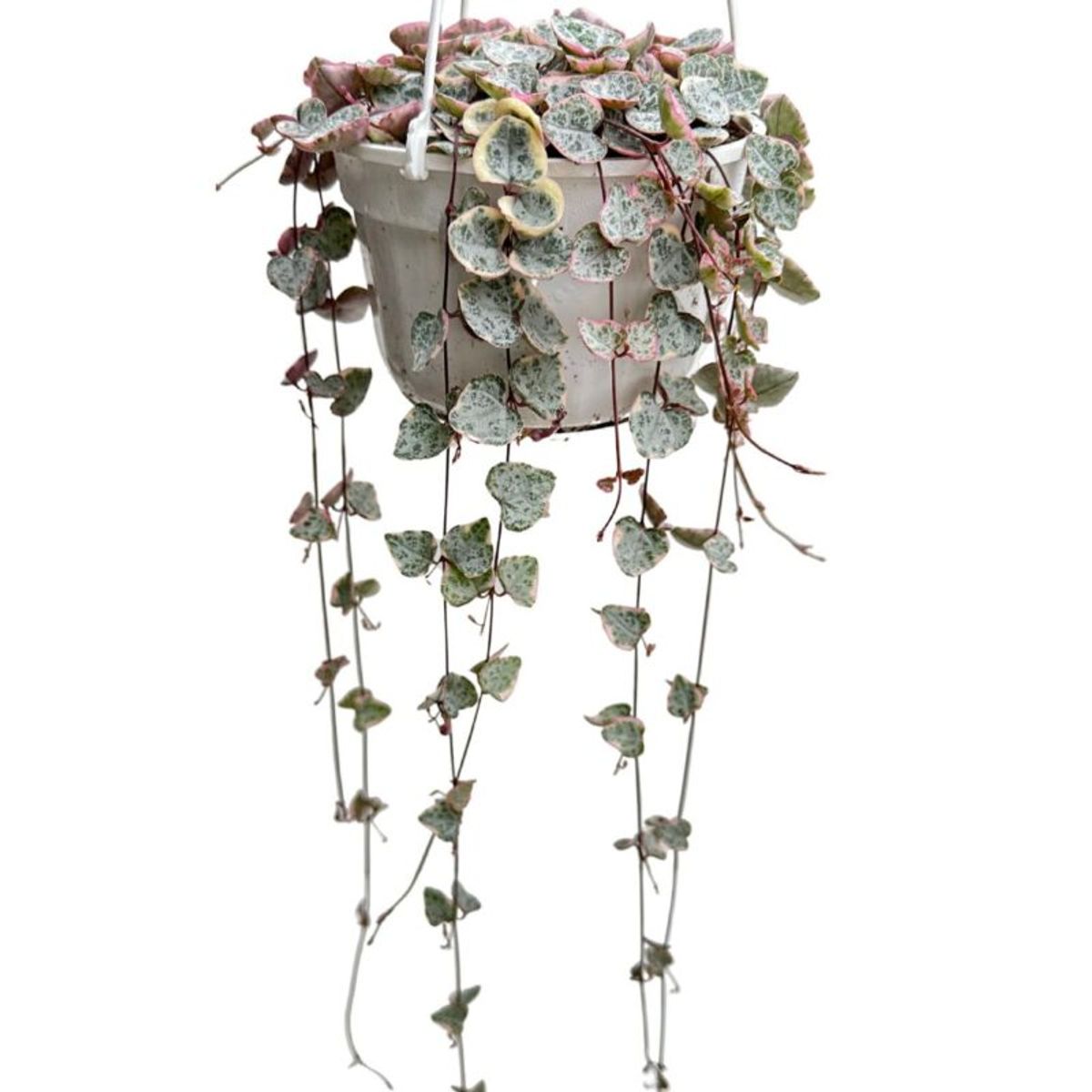 Ceropegia woodii 'Variegata'  Plant Wholesale FlorAccess