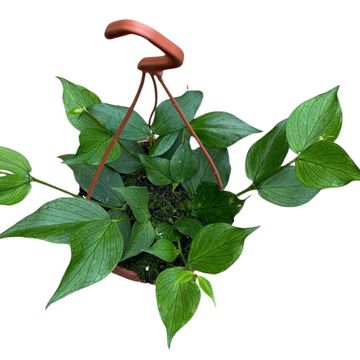 Hoya polyneura