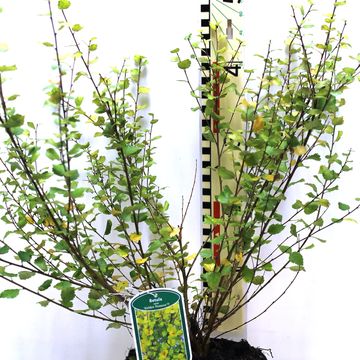 Betula nana 'Golden Treasure'