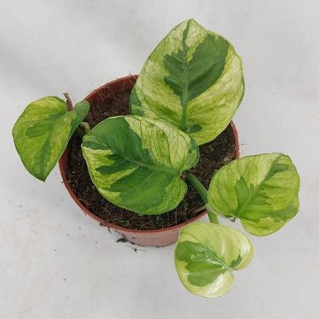 Epipremnum LEMON