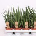Sansevieria MIX